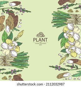 Background with cosmetic, perfumery and medical plants: verbena, gardenia flowers, lemongrass and  tonka beans. Vector hand drawn illustration