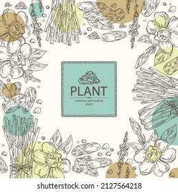 Background with cosmetic, perfumery and medical plants: verbena, gardenia flowers, lemongrass and  tonka beans. Vector hand drawn illustration