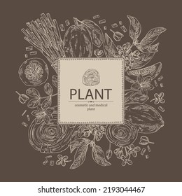 Background with cosmetic perfumery and medical plants: guaiac tree, backaut tree, citron frut, lemongrass, osmanthus flowers. Vector hand drawn illustration