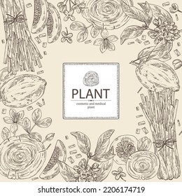 Background with cosmetic perfumery and medical plants: guaiac tree, backaut tree, citron frut, lemongrass, osmanthus flowers. Vector hand drawn illustration