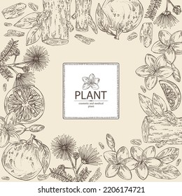 Background With Cosmetic, Perfumery And Medical Plants: Plumeria Flowers, Frangipani, Agar Wood, Oud Tree, Yuzu Frut, Albizia Lankaran Flowers. Vector Hand Drawn