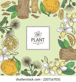 Background With Cosmetic, Perfumery And Medical Plants: Plumeria Flowers, Frangipani, Agar Wood, Oud Tree, Yuzu Frut, Albizia Lankaran Flowers. Vector Hand Drawn