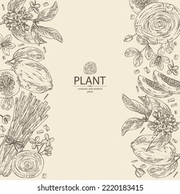Background with cosmetic perfumery and medical plants: guaiac tree, backaut tree, citron frut, lemongrass, osmanthus flowers. Vector hand drawn illustration