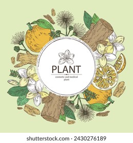 Hintergrund mit Kosmetik-, Parfümerie- und Heilpflanzen: Plumeria Blumen, Frangipani, Agarholz, Oud Baum, Yuzu Frucht, Albizia lankaran Blumen. Hand gezeichnet