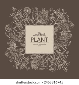 Background with cosmetic, perfumery and medical plants: acacia concinna, garcinia indica, holarrhena pubescens, andrographis paniculata. Vector hand drawn illustration