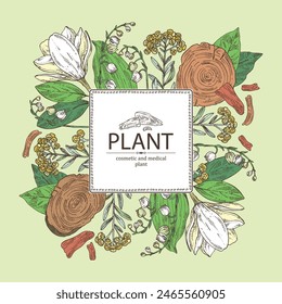 Background with cosmetic, perfumery and medical plants: magnolia grandiflora, lily of the valley, teak tree, immortelle. Vector hand drawn illustration