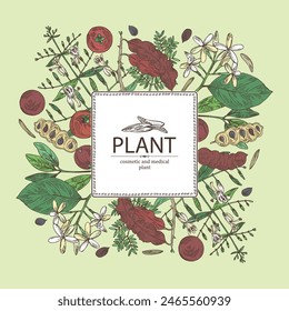 Background with cosmetic, perfumery and medical plants: acacia concinna, garcinia indica, holarrhena pubescens, andrographis paniculata. Vector hand drawn illustration