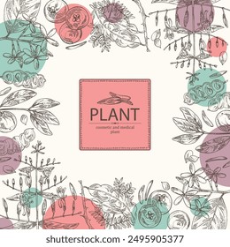 Background with cosmetic, perfumery and medical plants: acacia concinna, garcinia indica, holarrhena pubescens, andrographis paniculata. Vector hand drawn illustration