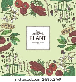 Background with cosmetic, perfumery and medical plants: acacia concinna, garcinia indica, holarrhena pubescens, andrographis paniculata. Vector hand drawn illustration