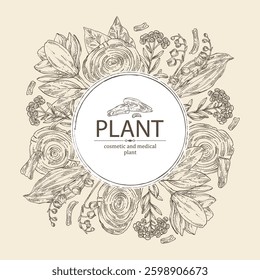 Background with cosmetic, perfumery and medical plants: magnolia grandiflora, lily of the valley, teak tree, immortelle. Vector hand drawn illustration
