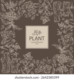 Fundo com plantas cosméticas, perfumaria e medicinais: osmanthus, polianthes tuberosa, tonka feijão, agar madeira, árvore oud. Ilustração desenhada à mão vetorial