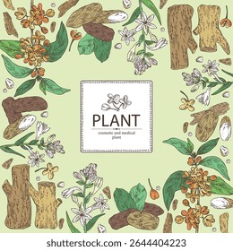 Fundo com plantas cosméticas, perfumaria e medicinais: osmanthus, polianthes tuberosa, tonka feijão, agar madeira, árvore oud. Ilustração desenhada à mão vetorial