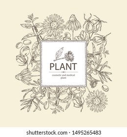 Background with cosmetics and medical plant: echinacea flowers, nettle,sea buckthorn berries and dog rose. Vector hand drawn illustration.