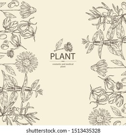 Background with cosmetics and medical plant: echinacea flowers, nettle,sea buckthorn berries and dog rose. Vector hand drawn illustration.
