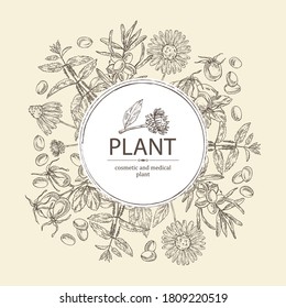 Background with cosmetics and medical plant: echinacea flowers, nettle,sea buckthorn berries and dog rose. Vector hand drawn illustration.