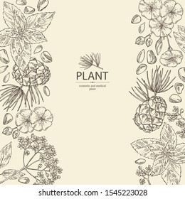 Background with cosmetics and medical plant: flax seeds and flowers, mint leaves, cedar cone, elderberry black flowers. Vector hand drawn i