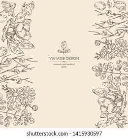 Background with cosmetics and medical plant: moringa, shea nut, camomile and ephedra. Vector hand drawn illustration.