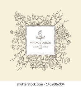 Background with cosmetics and medical plant: moringa, shea nut, camomile and ephedra. Vector hand drawn illustration.