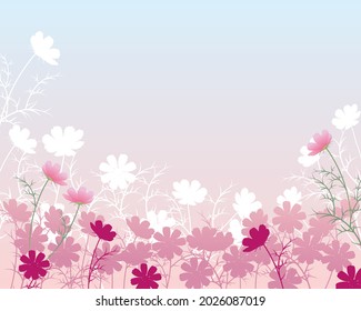 background of  the cosmos flower illustration