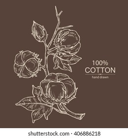 Background with cotton. hand drawn