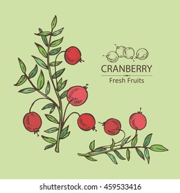 Background with cranberry . hand drawn