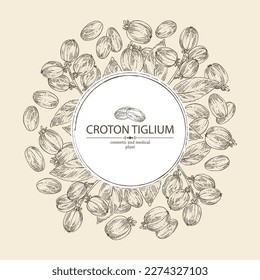 Background with croton tiglium: croton tiglium plant, leaves and croton tiglium fruits. Cosmetic, perfumery and medical plant. Vector hand drawn illustration.