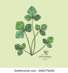 Background with cryptotaenia japonica: cryptotaenia leaves and plant. Honewort. Mitsuba Plant. Herbs and spices. Vector hand drawn illustration.