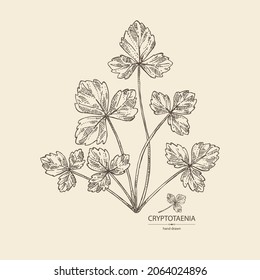 Background with cryptotaenia japonica: cryptotaenia leaves and plant. Honewort. Mitsuba Plant. Herbs and spices. Vector hand drawn illustration.