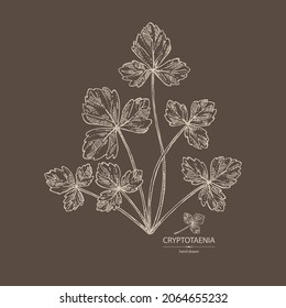 Background with cryptotaenia japonica: cryptotaenia leaves and plant. Honewort. Mitsuba Plant. Herbs and spices. Vector hand drawn illustration.