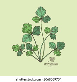 Background with cryptotaenia japonica: cryptotaenia leaves and plant. Honewort. Mitsuba Plant. Herbs and spices. Vector hand drawn illustration.