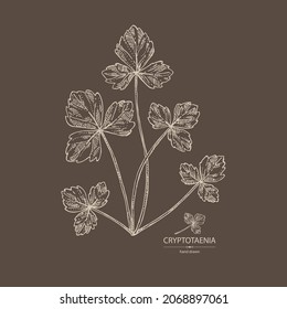 Background with cryptotaenia japonica: cryptotaenia leaves and plant. Honewort. Mitsuba Plant. Herbs and spices. Vector hand drawn illustration.