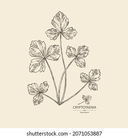 Background with cryptotaenia japonica: cryptotaenia leaves and plant. Honewort. Mitsuba Plant. Herbs and spices. Vector hand drawn illustration.