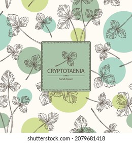 Background with cryptotaenia japonica: cryptotaenia leaves and plant. Honewort. Mitsuba Plant. Herbs and spices. Vector hand drawn illustration.