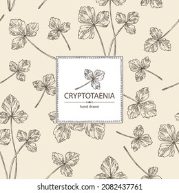 Background with cryptotaenia japonica: cryptotaenia leaves and plant. Honewort. Mitsuba Plant. Herbs and spices. Vector hand drawn illustration.