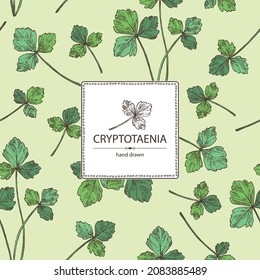 Background with cryptotaenia japonica: cryptotaenia leaves and plant. Honewort. Mitsuba Plant. Herbs and spices. Vector hand drawn illustration.