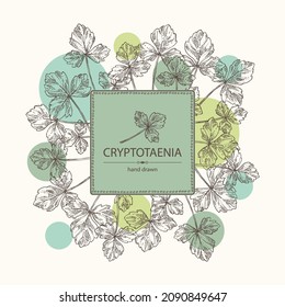 Background with cryptotaenia japonica: cryptotaenia leaves and plant. Honewort. Mitsuba Plant. Herbs and spices. Vector hand drawn illustration.