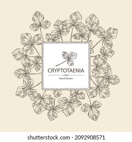 Background with cryptotaenia japonica: cryptotaenia leaves and plant. Honewort. Mitsuba Plant. Herbs and spices. Vector hand drawn illustration.