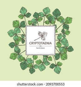 Background with cryptotaenia japonica: cryptotaenia leaves and plant. Honewort. Mitsuba Plant. Herbs and spices. Vector hand drawn illustration.