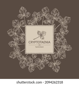 Background with cryptotaenia japonica: cryptotaenia leaves and plant. Honewort. Mitsuba Plant. Herbs and spices. Vector hand drawn illustration.