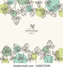 Background with cryptotaenia japonica: cryptotaenia leaves and plant. Honewort. Mitsuba Plant. Herbs and spices. Vector hand drawn illustration.