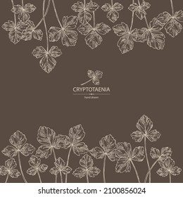 Background with cryptotaenia japonica: cryptotaenia leaves and plant. Honewort. Mitsuba Plant. Herbs and spices. Vector hand drawn illustration.