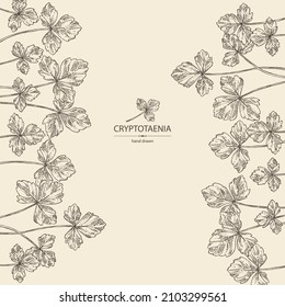 Background with cryptotaenia japonica: cryptotaenia leaves and plant. Honewort. Mitsuba Plant. Herbs and spices. Vector hand drawn illustration.