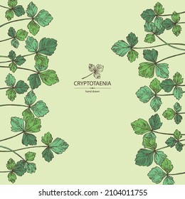 Background with cryptotaenia japonica: cryptotaenia leaves and plant. Honewort. Mitsuba Plant. Herbs and spices. Vector hand drawn illustration.