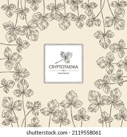 Background with cryptotaenia japonica: cryptotaenia leaves and plant. Honewort. Mitsuba Plant. Herbs and spices. Vector hand drawn illustration.