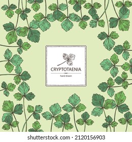 Background with cryptotaenia japonica: cryptotaenia leaves and plant. Honewort. Mitsuba Plant. Herbs and spices. Vector hand drawn illustration.