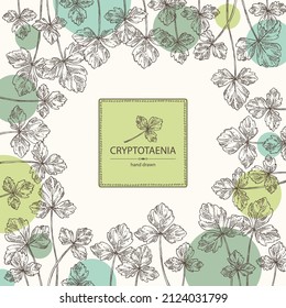 Background with cryptotaenia japonica: cryptotaenia leaves and plant. Honewort. Mitsuba Plant. Herbs and spices. Vector hand drawn illustration.