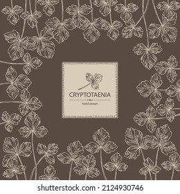 Background with cryptotaenia japonica: cryptotaenia leaves and plant. Honewort. Mitsuba Plant. Herbs and spices. Vector hand drawn illustration.