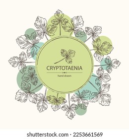 Background with cryptotaenia japonica: cryptotaenia leaves and plant. Honewort. Mitsuba Plant. Herbs and spices. Vector hand drawn illustration.