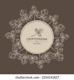 Background with cryptotaenia japonica: cryptotaenia leaves and plant. Honewort. Mitsuba Plant. Herbs and spices. Vector hand drawn illustration.