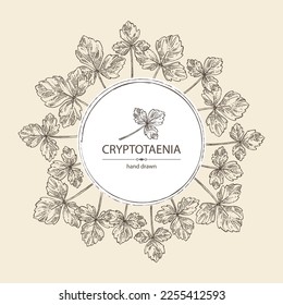 Background with cryptotaenia japonica: cryptotaenia leaves and plant. Honewort. Mitsuba Plant. Herbs and spices. Vector hand drawn illustration.